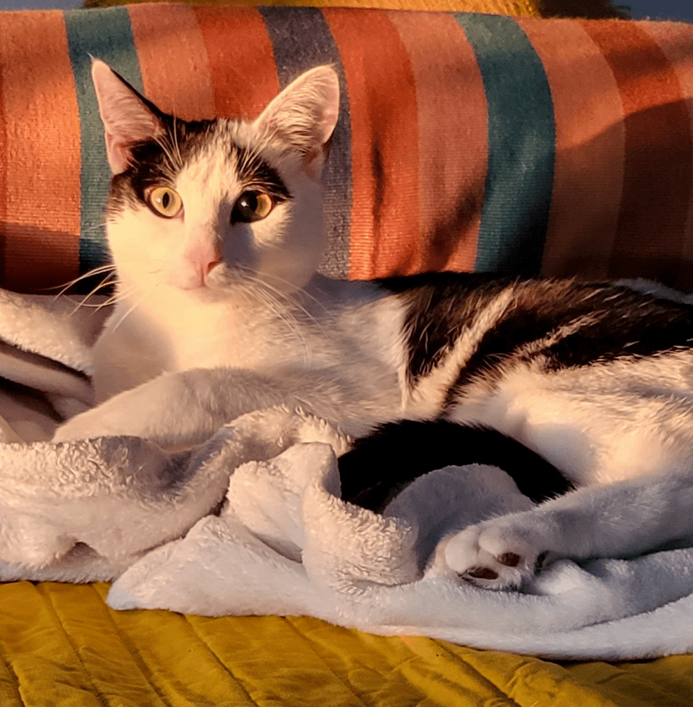 An image showing the author's cat, Bean. Bean is a black-and-white cat with pale green eyes that turn gold in the light of a sunset. He's laid on a white, fluffy blanket with a blue, pink, and orange striped pillow behind him.