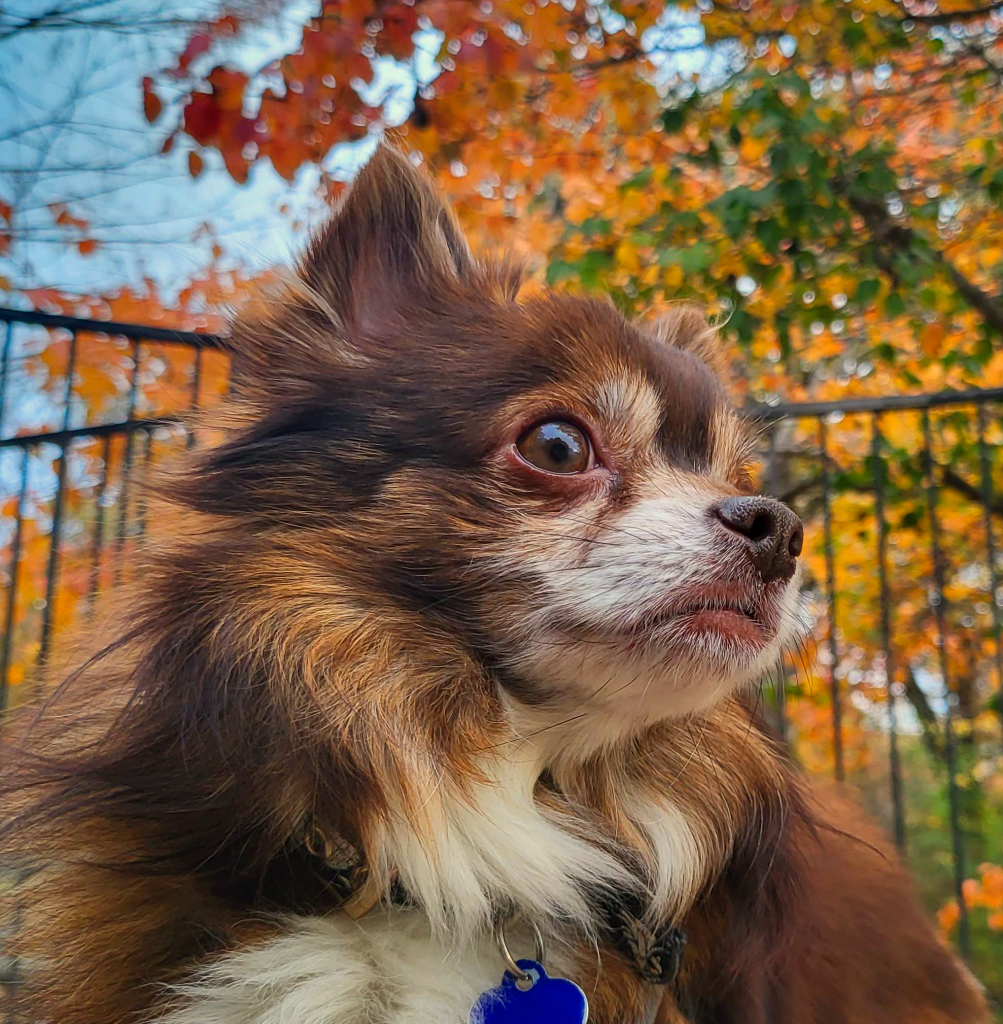 An image of the author's chihuahua named Spice. He's a brown long-haired chihuahua with a white patch running from muzzle to chest. He gazes to the right, with fall-colored leaves and a fence behind him.