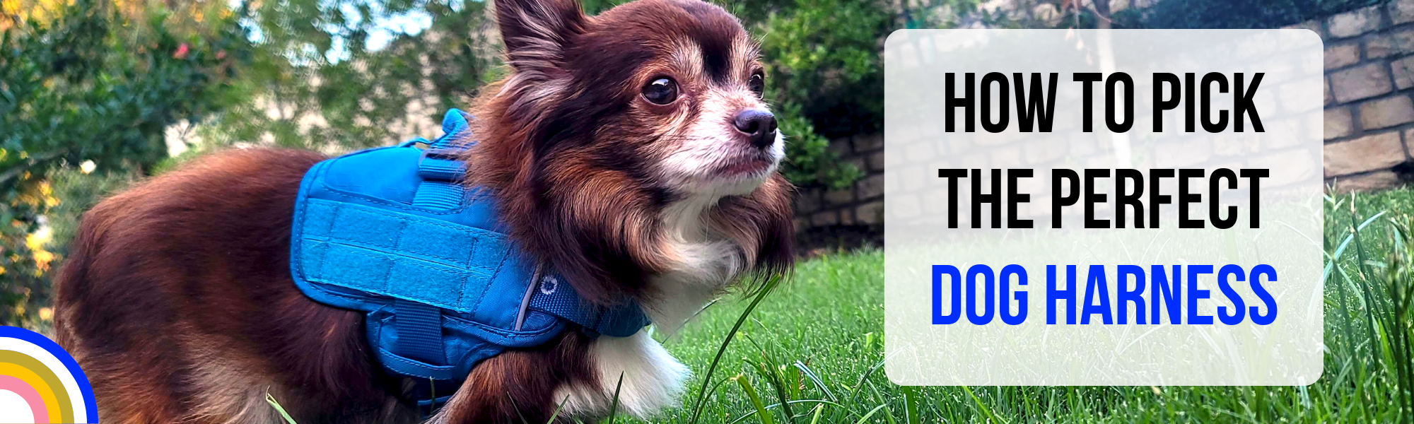 How to Pick The Perfect Dog&nbsp;Harness